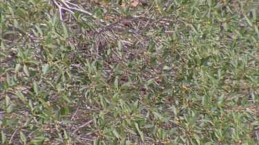 Western Bowerbird hidden in tree branches