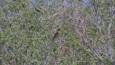 Western Bowerbird hidden in tree branches