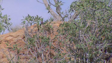 Western Bowerbird hidden in tree branches