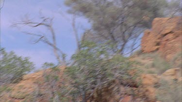 Western Bowerbird flying to tree branches