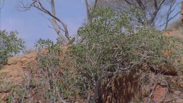 Western Bowerbird hidden in tree branches