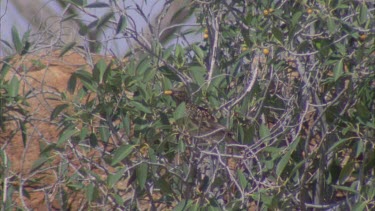 Western Bowerbird hidden in tree branches