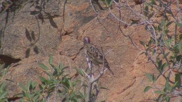 Western Bowerbird hidden in tree branches