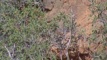 Western Bowerbird hidden in tree branches