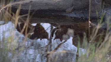 Two Feral Cats reflected in a pond