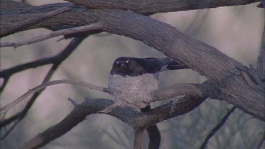 Willie Wagtail in a nest hidden in tree branches