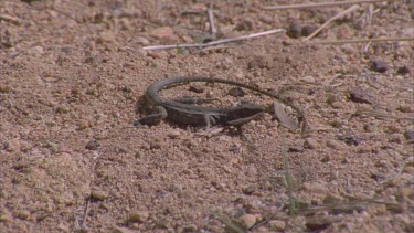 Little black Lizard sitting in the dirt