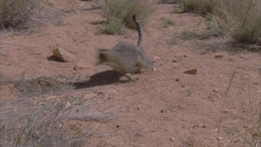 Feral Cat running through the dirt