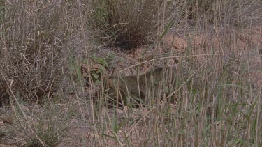 Feral Cat hidden in tall grass