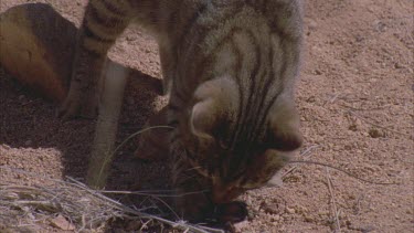 Feral Cat sniffing in the dirt