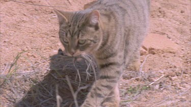 Feral Cat carrying a Lizard