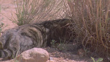 Feral Cat eating a Lizard in tall grass