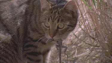 Feral Cat eating a Lizard in tall grass