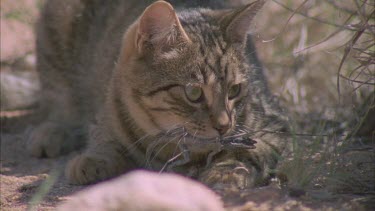 Feral Cat eating a Lizard in tall grass