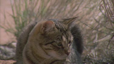 Feral Cat sitting in tall grass