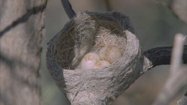 Three bird eggs in a nest