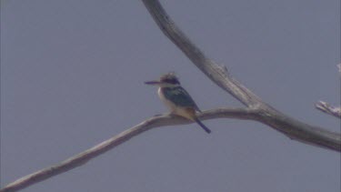 Red-backed Kingfisher perched on a branch