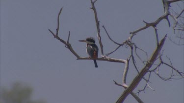 Red-backed Kingfisher perched on a branch