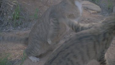 Feral Cats fighting