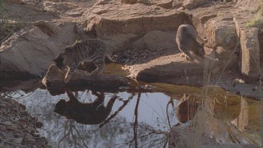 Pair of Feral Cats by a pond