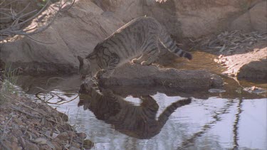 Feral Cat drinking from a pond