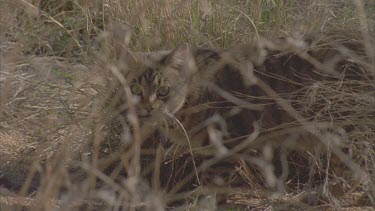 Feral Cat walking in the undergrowth