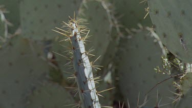 Feral Cat eating by a cactus