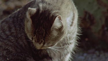 Close up of a Feral Cat cleaning itself