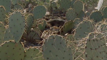 Feral Cat walking among cactus plants