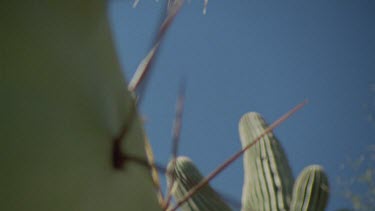 Close up of Feral Cat walking among cactus plants
