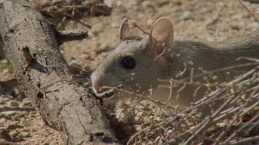 Close up of Arizona Native Mouse on the ground