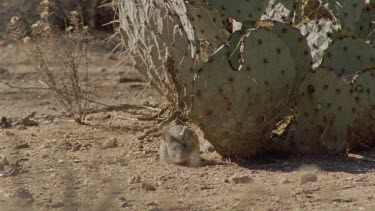 Close up of Arizona Native Mouse by a cactus