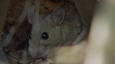 Close up of Arizona Native Mouse