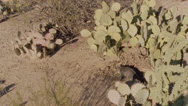 Feral Cat walking among cactus plants