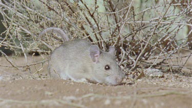 Slow motion of a Arizona Native Mouse in the sand