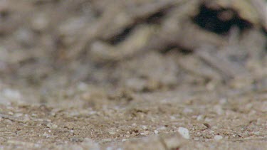 Slow motion of a Arizona Native Mouse running in the dirt