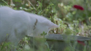Feral Cat drinking from a bowl in the grass