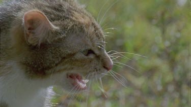 Close up of a Feral Cat hissing in the grass