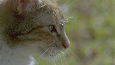 Close up of a Feral Cat head
