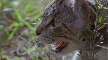 Close up of a Feral Cat hissing in the grass