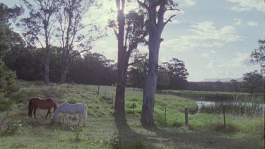 Pair of horses grazing in a pasture