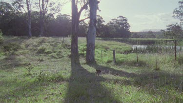 Feral Cat running through a pasture
