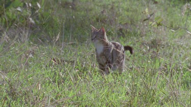 Feral Cat carrying a kitten through the grass