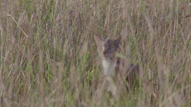 Zoomed in on a Feral Cat in a pasture