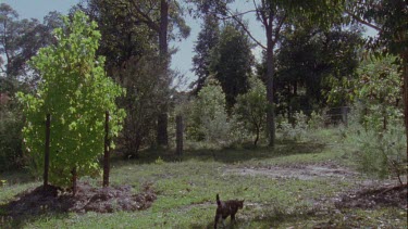 Pair of Feral Cats in a pasture