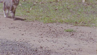 Feral Cat running along a dirt path