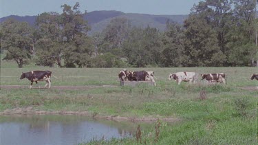 Herd of cows in a pasture