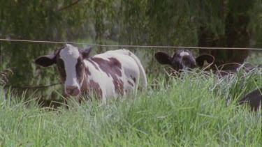 Pair of cows in a pasture