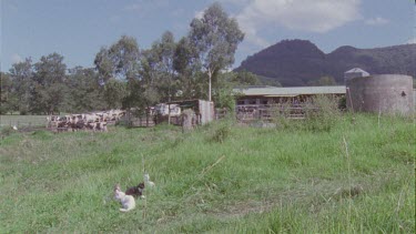 Feral Cats by a cow pasture