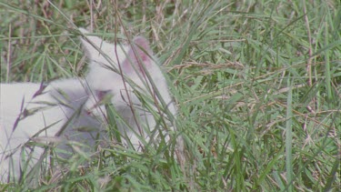 White Feral Cat in the grass